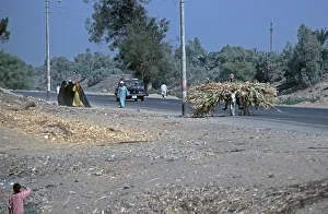 Donkey loaded with sugar cane, Nile Valley, Egypt, September 1989, vintage, retro, old, historical, Africa