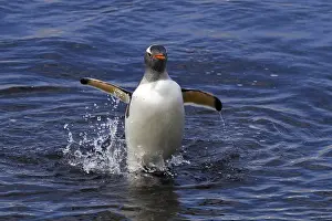 A donkey penguin comes from the Antarctic sea
