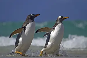 Donkey penguin (Pygoscelis papua)