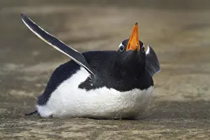 Donkey penguin (Pygoscelis papua)
