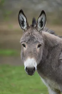 Donkey, portrait