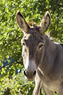 Donkey, portrait, Cevennes, France, Europe