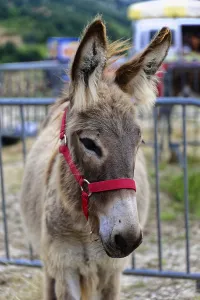 Donkey portrait with red halter