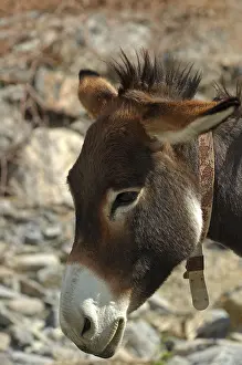 Donkey, portrait, Sultanate of Oman, Middle East