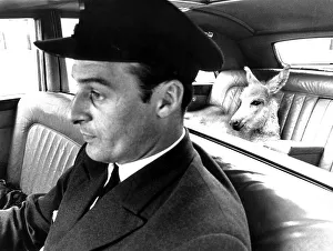Donkey is sitting in the car, England
