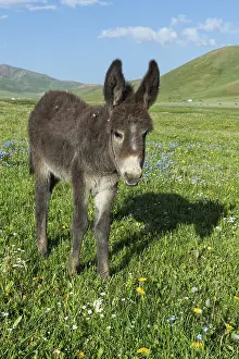 Donkey, Song Kol Lake, Naryn province