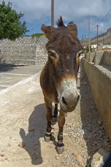 A donkey standing on a road next to a stone wall on a sunny day