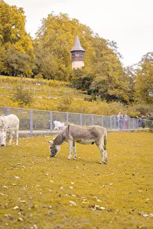 Donkeys grazing on a pasture in front of an old tower