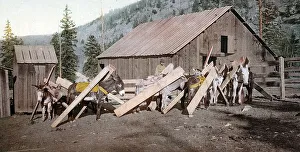 Donkeys loaded with lumber, Colorado