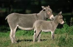 Donkeys, mare with foal, side, mare with foal