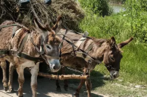 Donkeys pulling a cart loaded with hay