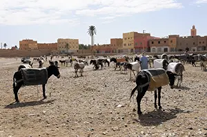 Donkeys for sale, donkey market