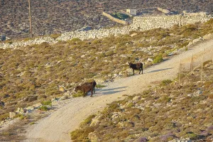 Donkeys walking along a country road