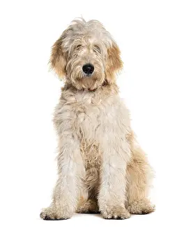 Doodle dog, Mixed breed between a golden Retriever and a poodle