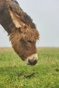 Doonkey (Equus africanus asinus) on a meadow