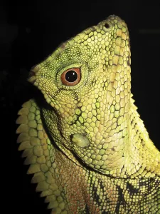 Doria's angular-headed agama (Gonocephalus doriae)<br> Doria's angular-headed agama (Gonocephalus doriae)
