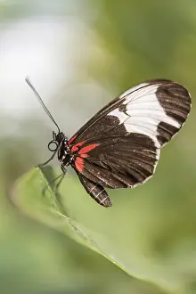 Doris Longwing (Laparus doris), captive, Munich