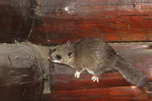 Dormouse, Glis glis, climbing in a wooden hut
