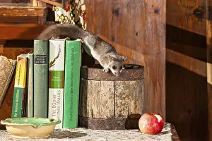 Dormouse (Glis glis), in garden shed