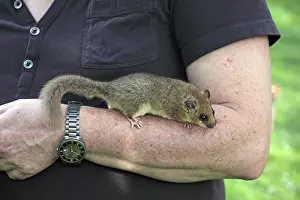 Dormouse (Glis glis) sitting on the arm of a carer