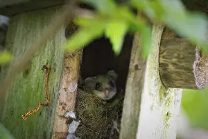 Dormouse (Muscardinus avellanarius)