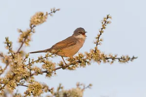Dorngrasmuecke, Common Whitethroat