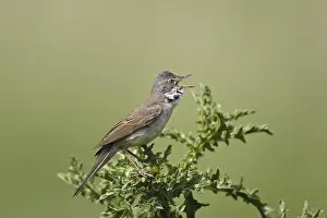 Dorngrasmuecke, Sylvia communis