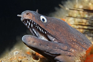 Dotted moray or Moray Eel (Muraena augusti) looking out of its hideout