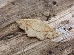 Dotted oak girdle moth (Cyclophora punctaria)