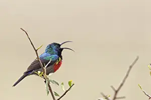 Double-banded nectarbird (Cinnyris afer) sitting on a branch in Amakhala Game Reserve