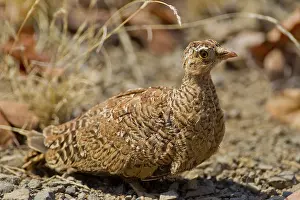 Double-banded sandgrouse (Pterocles bicinctus) in the bush
