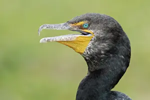 Double-crested Cormorant (Phalacrocorax auritus)