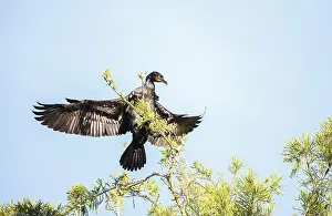 Double-crested Cormorant, Phalacrocorax auritus