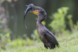 Double-crested cormorant (Phalacrocorax auritus) with Catfish