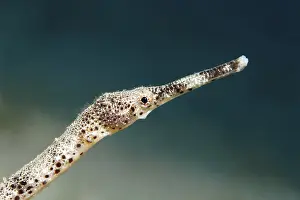 Double-ended pipefish (Trachyrhamphus bicoarctatus)