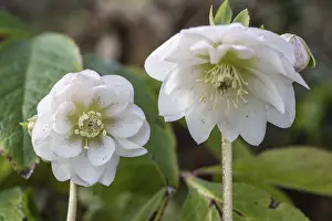 Double-flowered Lenzrose (Helleborus orientalis Hybride)