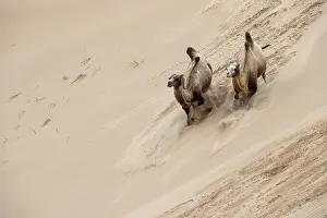 Framed Print : Double hump camels (Bactrian Camels) in grassland of Mongolia are endangered species