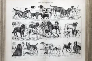 Double page with dog breeds, Great Dane