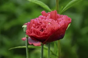 Double poppies (Papaver), North Rhine-Westphalia