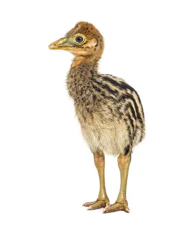 Double-wattled cassowary chick