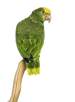 Double Yellow-headed Amazon (6 months old) perched on a branch