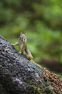 Douglas squirrel (Tamiasciurus douglasii)