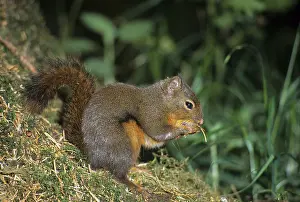 Douglas Squirrel (Tamiasciurus douglasii)