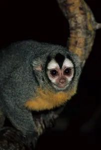 Douroucouli, night monkey, monkeys