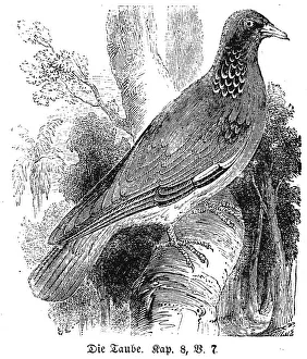 Dove, Bible, water body, tree, branch