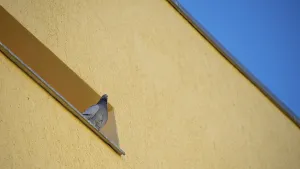 Dove, sky and house facade in the national colours of the Ukrainian flag