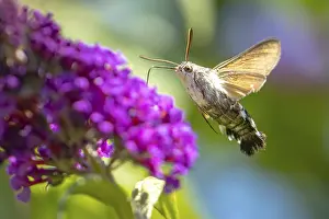 Dove tail (Macroglossum stellatarum) drinking from flowers of the summer lilac (Buddleja davidii)