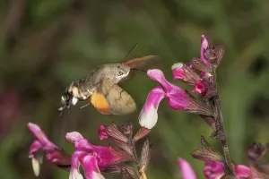 A dove tail (Macroglossum stellatarum) sucking nectar in flight from a blackcurrant sage (Salvia microphylla) flower