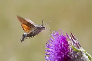 Dove's tail, Macroglossum stellatarum