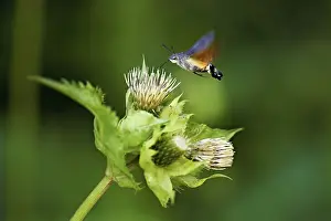 Framed Print : Dove's tail (Macroglossum stellatarum)